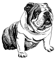 line drawing of english bulldog