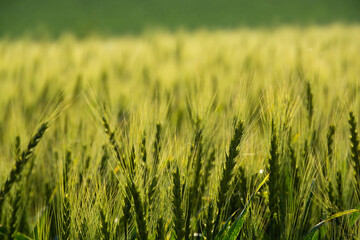 初夏の緑のムギ畑