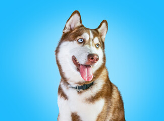 A purebred female Siberian Husky with a brown and white coat using di-cut technique on a blue background. Eyes looking forward, camera ears, protruding ears, tongue and collar, and pet care ideas.