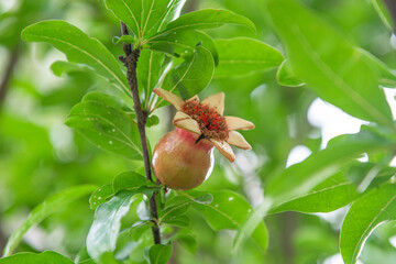 Branch of pomegranate tree with small red fruits