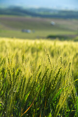 初夏の緑のムギ畑
