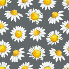 Fototapeta premium Watercolor seamless floral pattern with daisies on gray background 