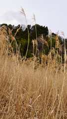 reeds in the wind