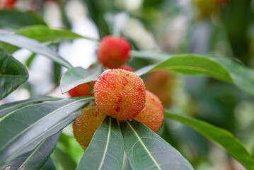 Bayberry about to mature on the tree.