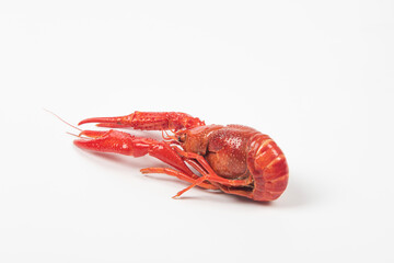 crawfish or crayfish isolated on white background,close up
