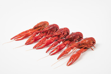 crawfish or crayfish isolated on white background,close up