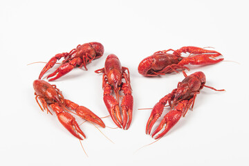 crawfish or crayfish isolated on white background,close up