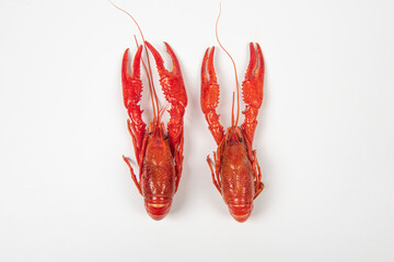 crawfish or crayfish isolated on white background,close up