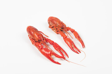 crawfish or crayfish isolated on white background,close up