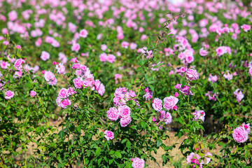 Pink rose in beautiful nature garden