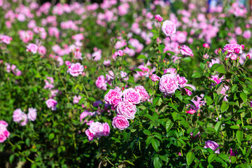 Obraz na płótnie Canvas Pink rose in beautiful nature garden