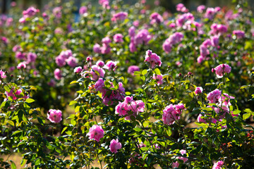 Pink rose in beautiful nature garden