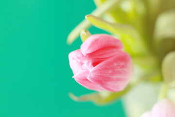 soft pink tulip buds on green background