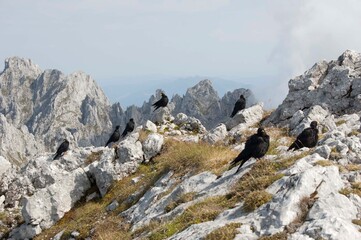 Alpendohlen im Karwendel Gebirge am Gipfel