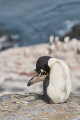 Naklejka premium Rockhopper Penguins (Eudyptes chrysocome) at their nesting site on the cliffs of Bleaker Island in the Falkland Islands