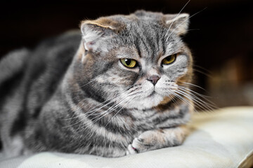 Portrait of gray tabby cat. Lovely pet