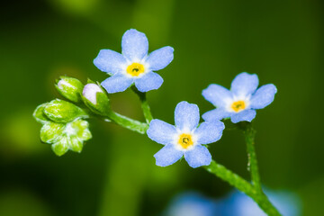 Myosotis (forget-me-not), of the family Boraginaceae.