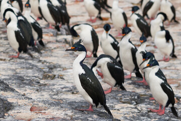 Obraz premium Group of Imperial Shag (Phalacrocorax atriceps albiventer) on the coast of Bleaker Island on the Falkland Islands