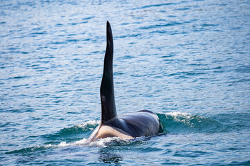 Dorsal fin of a Killer whale