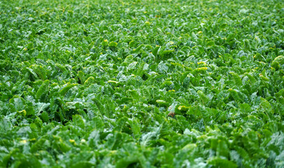 Landschaftsfotos in Bayern mit Feldern und Wiesen bei Tageslicht fotografiert