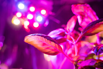 Flower seedlings under light of full spectrum LED phytolamp at home on windowsill. © filin174