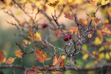 Autumn leaves, rose hip.