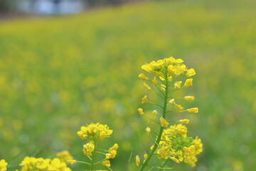 雨上がりの菜の花　早春　（四万十市　入田ヤナギ林）