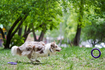 White little dog runs after a toy on the grass