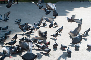 Pigeons in the park eating sunflower seeds. A flock of pigeons looking for food in the park. A...