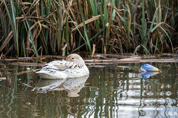 Floating plastic bottles near a leucistic mallard duck with lighter pigmentation