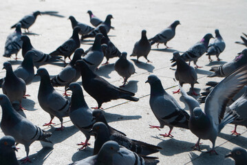 Pigeons in the park eating sunflower seeds. A flock of pigeons looking for food in the park. A...
