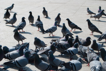 Pigeons in the park eating sunflower seeds. A flock of pigeons looking for food in the park. A...