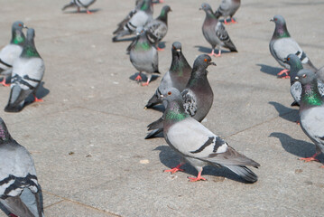 Pigeons in the park eating sunflower seeds. A flock of pigeons looking for food in the park. A...