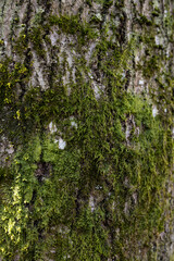 Tree with moss