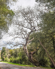 Vecchio albero contorto a Baratti
