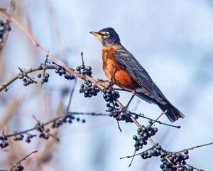 American Robing with buckthorn