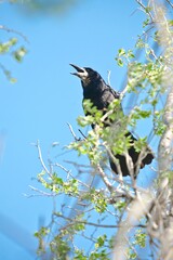 Sick black bird Raven sits on a tree against a blue sky