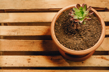 Creative high angle shot of indoor blooming houseplant in studio on wooden box