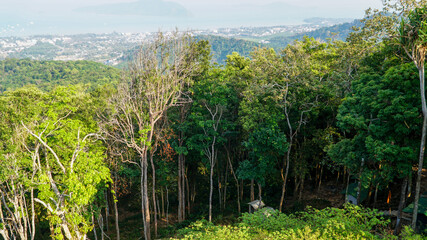 Fototapeta na wymiar Tropical forest