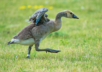 young Canada goose