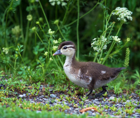 Wood Duck chick