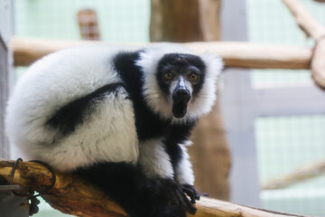 サル