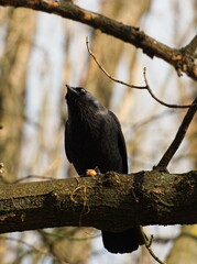 The western jackdaw (Coloeus monedula) on the branch. Eurasian jackdaw
