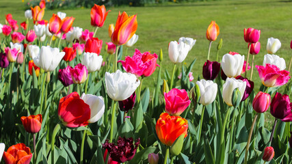 Flowering of tulips in the Sigurt&agrave; Park, Valeggio sul Mincio, Italy, winner of the most beautiful park award in Italy 2013. Multicolored flowers in the foreground on the out of focus green background.