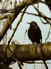 European starling (Sturnus vulgaris) common  starling on a branch