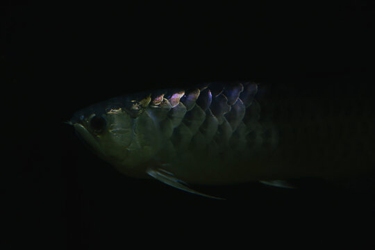 17 Best アロアナ Images Stock Photos Vectors Adobe Stock