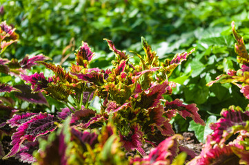 green prickly aloe leaves on a natural background, close-up