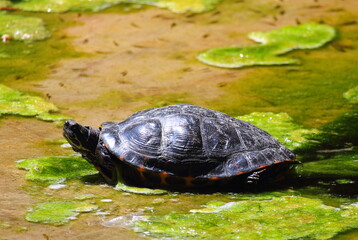 evocative image of a sea turtle moving in a pond

