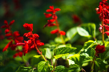 Obraz na płótnie Canvas Scarlet sage, Salvia splendens, Vista Red, tropical sage, bright red flowers and green sage leaves in early spring, close-up