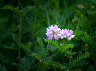 macro photograph of a growth of purple crownvetch by the side of the road. although this is an invasive species it still brightens up an otherwise lackluster area.